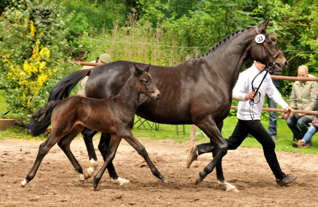 Trakehner Hengstfohlen von Lehndorff's u.d. Amadelia v. Lauries Crusador xx - Foto: Beate Langels