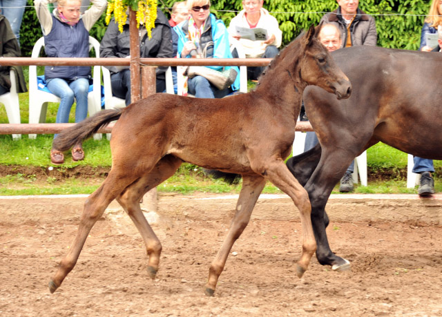 Trakehner Stutfohlen von Oliver Twist u.d. Salsa v. Kostolany - 2. Juni 2013 - Foto: Beate Langels - Trakehner Gestt Hmelschenburg