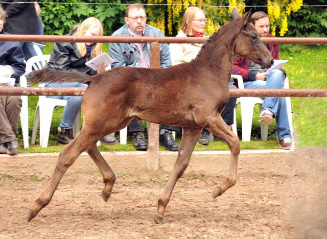 Trakehner Stutfohlen von Oliver Twist u.d. Salsa v. Kostolany - 2. Juni 2013 - Foto: Beate Langels - Trakehner Gestt Hmelschenburg