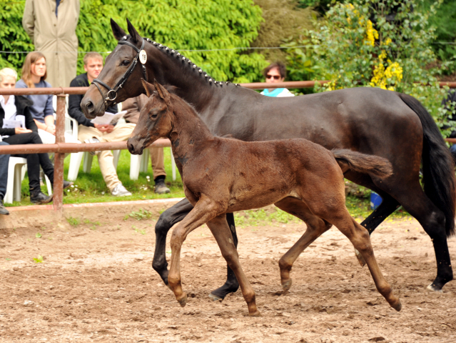 Trakehner Stutfohlen von Oliver Twist u.d. Salsa v. Kostolany - 2. Juni 2013 - Foto: Beate Langels - Trakehner Gestt Hmelschenburg