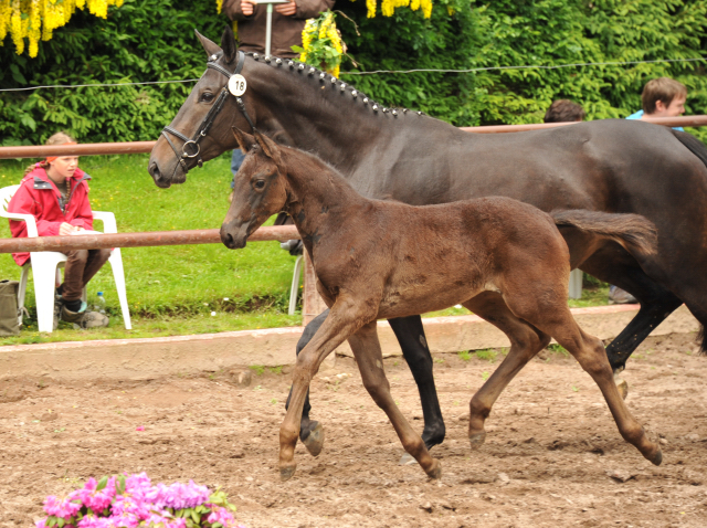 Trakehner Stutfohlen von Oliver Twist u.d. Salsa v. Kostolany - 2. Juni 2013 - Foto: Beate Langels - Trakehner Gestt Hmelschenburg