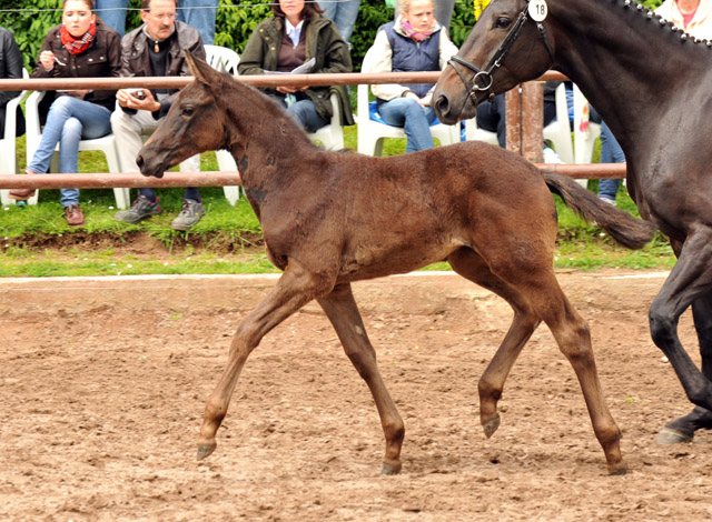 Trakehner Stutfohlen von Oliver Twist u.d. Salsa v. Kostolany - 2. Juni 2013 - Foto: Beate Langels - Trakehner Gestt Hmelschenburg