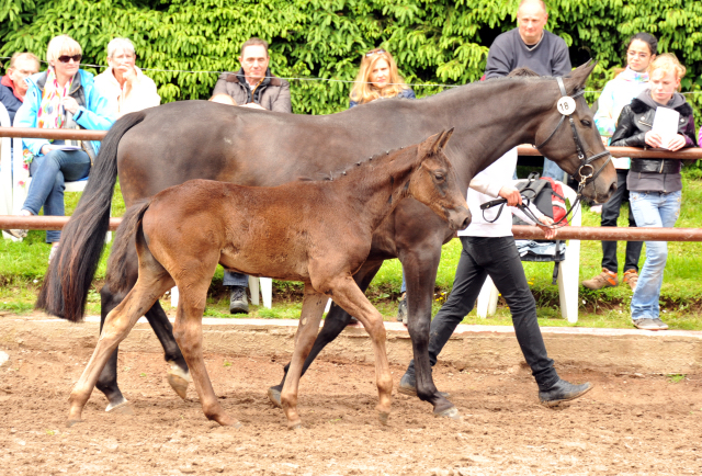 Trakehner Stutfohlen von Oliver Twist u.d. Salsa v. Kostolany - 2. Juni 2013 - Foto: Beate Langels - Trakehner Gestt Hmelschenburg