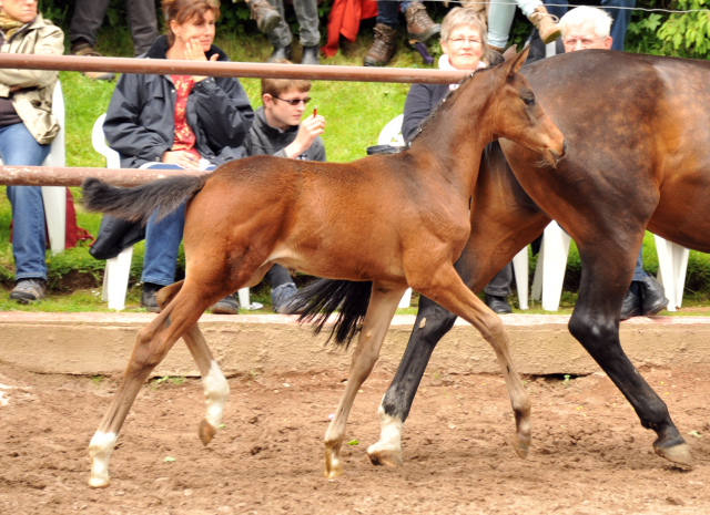 Trakehner Hengstfohlen von Oliver Twist u.d. Rominten v. Manrico