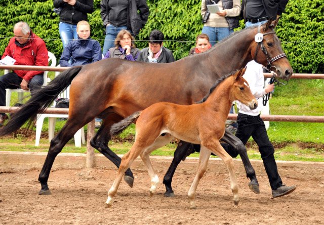 Trakehner Hengstfohlen von Summertime u.d. Cadinen v. Cadeau, Trakehner Gestt Hmelschenburg