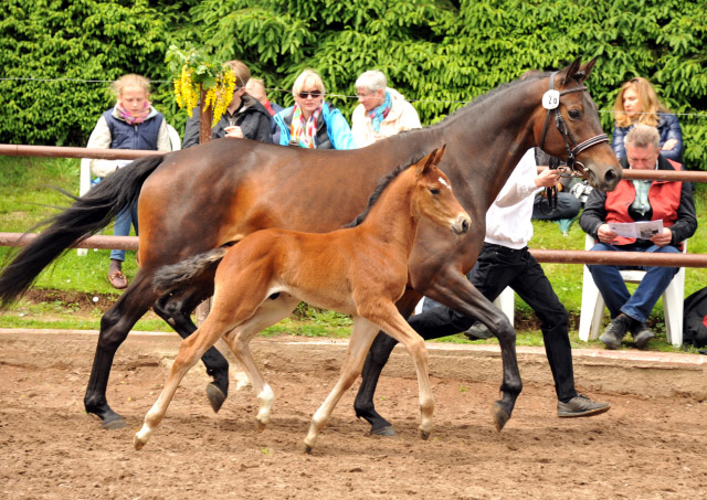 Trakehner Hengstfohlen von Summertime u.d. Cadinen v. Cadeau, Trakehner Gestt Hmelschenburg