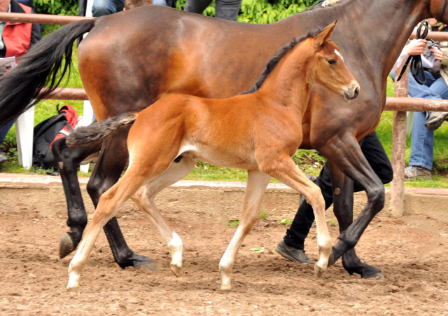 Trakehner Hengstfohlen von Summertime u.d. Cadinen v. Cadeau, Trakehner Gestt Hmelschenburg