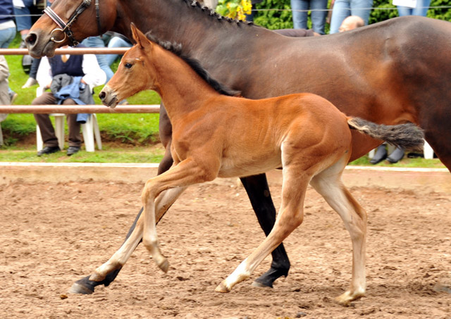 Trakehner Hengstfohlen von Summertime u.d. Cadinen v. Cadeau, Trakehner Gestt Hmelschenburg