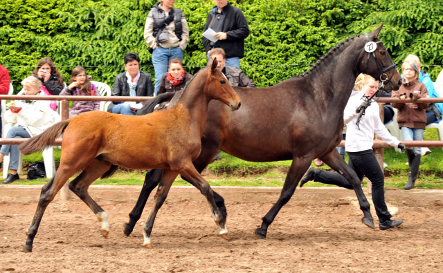 Hengstfohlen von Showmaster u.d. Kaiserspiel v. Exclusiv - Trakehner Gestt Hmelschenburg