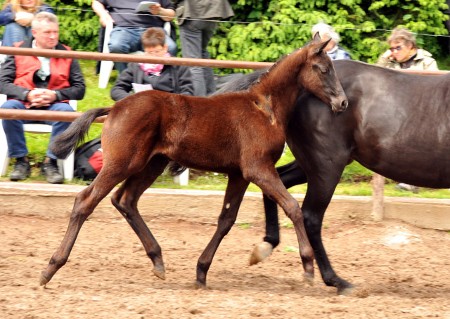 Trakehner Hengstfohlen von Schwarzgold x Caprimond, Foto Beate Langels