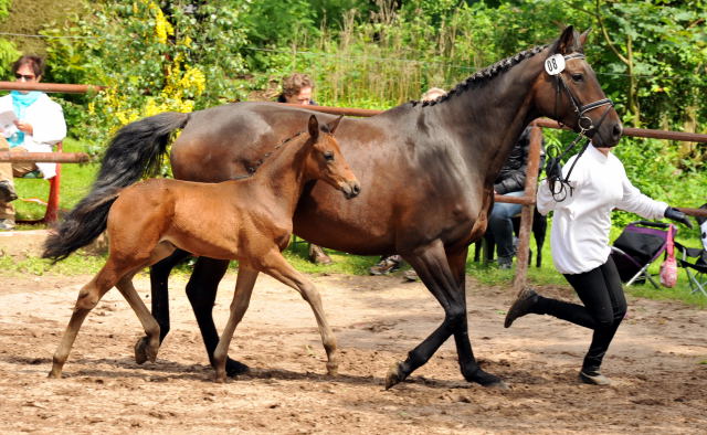 Reservesiegerin der Fohlenschau in Hmelschenburg
: Trakehner Stutfohlen von Saint Cyr u.d. Ava v. Freudenfest, Trakehner Gestt Hmelschenburg