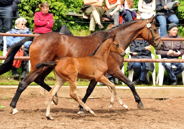 Trakehner Stutfohlen von Saint Cyr u.d. Farosa v. Guter Planet, Foto: Beate Langels, Trakehner Gestt Hmelschenburg