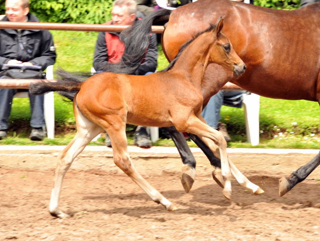 Trakehner Stutfohlen von Saint Cyr u.d. Farosa v. Guter Planet, Foto: Beate Langels, Trakehner Gestt Hmelschenburg