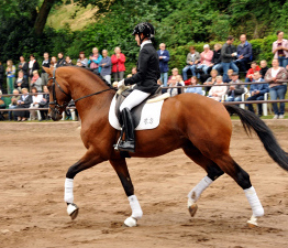 Trakehner Fohlenschau in Hmelschenburg 2015