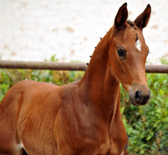 Trakehner Fohlenschau in Hmelschenburg 2015
