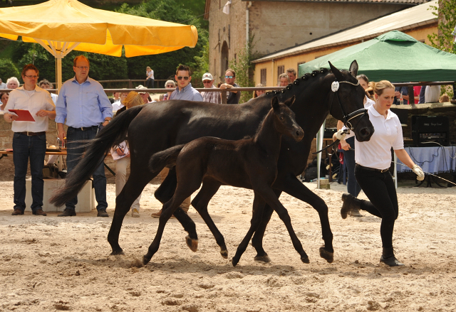 Stutfohlen von Millenium u.d. Pr.St. Josephine v. 
Hohenstein u.d. Jastin v. Marduc - Foto: Beate Langels Gestt Hmelschenburg