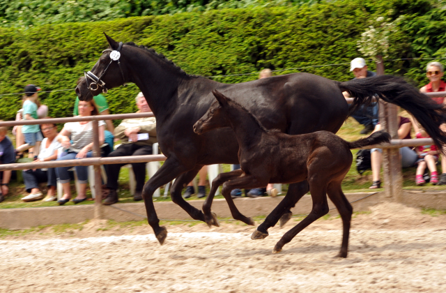 Stutfohlen von Millenium u.d. Pr.St. Josephine v. 
Hohenstein u.d. Jastin v. Marduc - Foto: Beate Langels Gestt Hmelschenburg