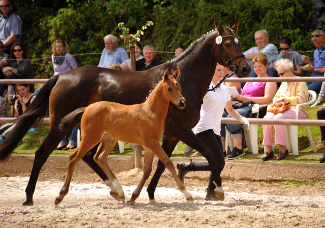 Trakehner Hengstfohlen von Connery x Sapros, Foto: Beate Langels