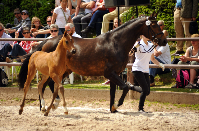 Trakehner Hengstfohlen von Connery x Sapros, Foto: Beate Langels