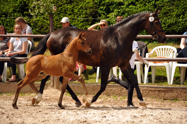 Trakehner Hengstfohlen von Connery x Sapros, Foto: Beate Langels