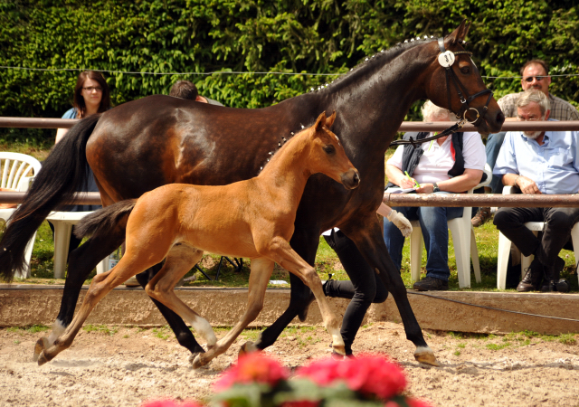 Trakehner Hengstfohlen von Connery x Sapros, Foto: Beate Langels