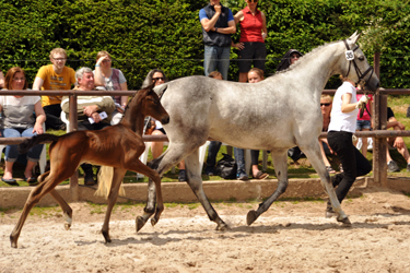 22. Mai 2016 - Stutfohlen von Duke of Hearts xx u.d. Insterschnee v. Best Before Midnight - Foto: Beate Langels