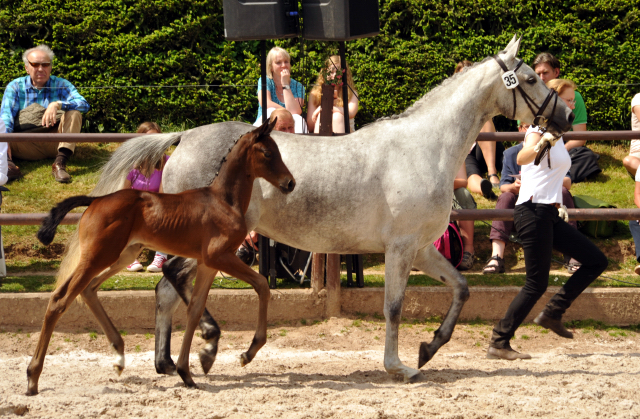 22. Mai 2016 - Stutfohlen von Duke of Hearts xx u.d. Insterschnee v. Best Before Midnight - Foto: Beate Langels