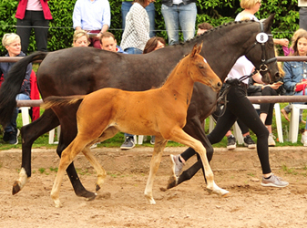 Stutfohlen von High Motion u.d. Pr.u.StPrSt. Vittoria v. Exclusiv  Gestt Hmelschenburg - Foto: Beate Langels