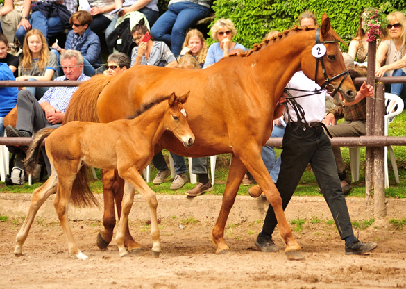 Trakehner Hengstfohlen von High Motion u.d. Klara v. Tanzmeister, Foto: Beate Langels