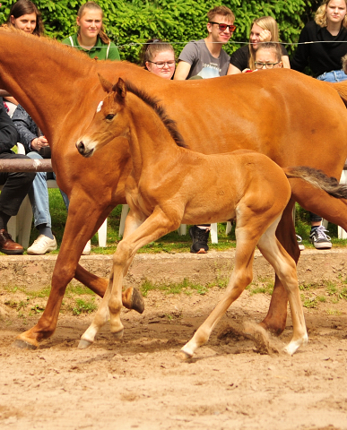 Trakehner Hengstfohlen von High Motion u.d. Klara v. Tanzmeister, Foto: Beate Langels