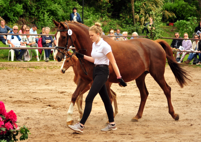 Hengstfohlen v. High Motion u.d. Klassic v. Freudenfest - Foto Pia Elger