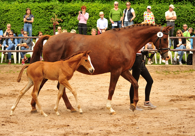 Hengstfohlen v. High Motion u.d. Klassic v. Freudenfest - Foto Pia Elger