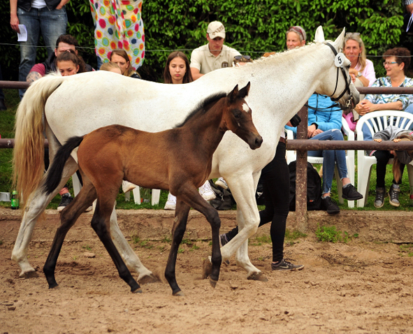 Trakehner Hengstfohlen von High Motion u.d. Eisknigin v. Trocadero, Foto: Beate Langels