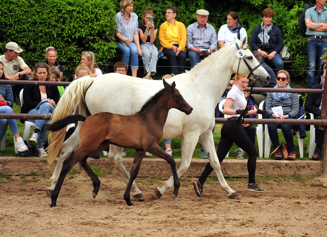 Trakehner Hengstfohlen von High Motion u.d. Eisknigin v. Trocadero, Foto: Beate Langels