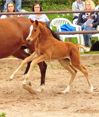 Trakehner Hengstfohlen von High Motion u.d. Perinola v. Axis, Foto: Beate Langels