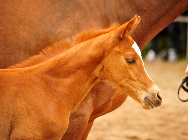 Trakehner Hengstfohlen von High Motion u.d. Perinola v. Axis, Foto: Beate Langels