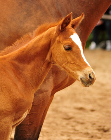 Trakehner Hengstfohlen von High Motion u.d. Perinola v. Axis, Foto: Beate Langels