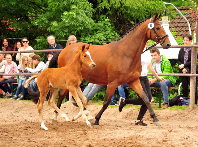 Trakehner Hengstfohlen von High Motion u.d. Perinola v. Axis, Foto: Beate Langels