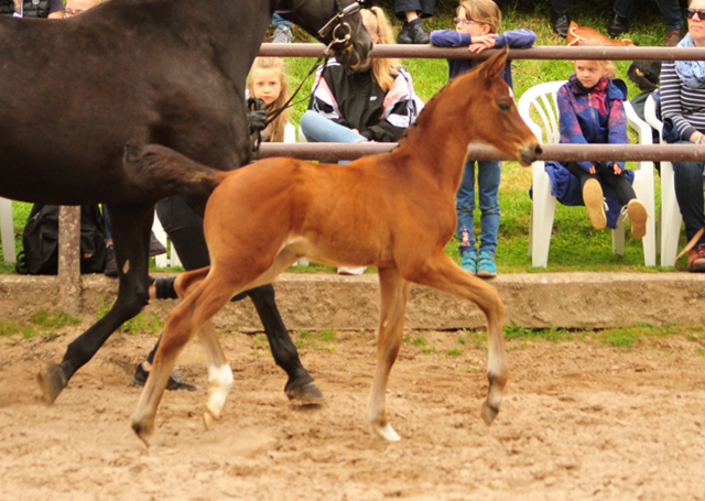 Trakehner Hengstfohlen von High Motion u.d. Pr.St. Hera v. Caprimond, Foto: Beate Langels