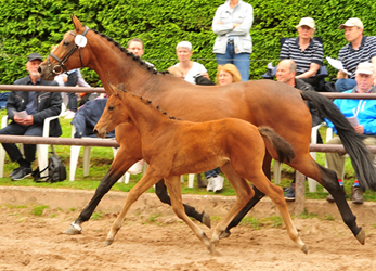 Stutfohlen von High Motion u.d. Hetti v. Exclusiv  Gestt Hmelschenburg - Foto: Beate Langels