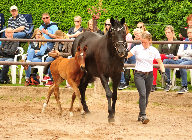 Trakehner Hengstfohlen von High Motion u.d. Pr.St. Hera v. Caprimond, Foto: Beate Langels