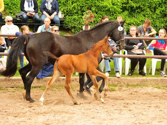 Trakehner Hengstfohlen von High Motion u.d. Pr.St. Hera v. Caprimond, Foto: Beate Langels