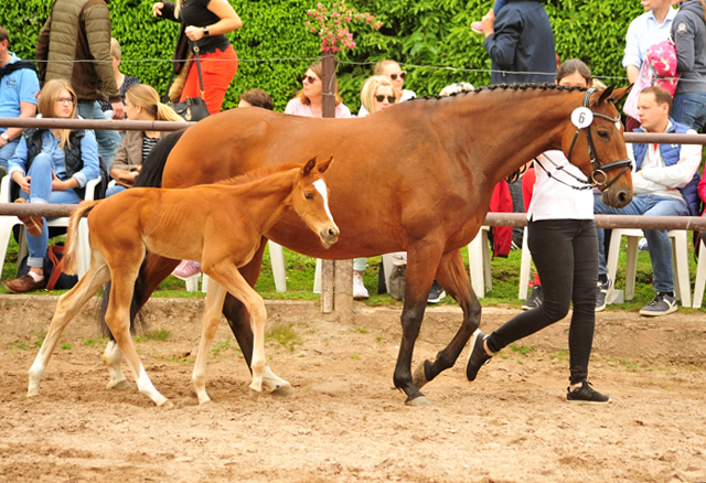 Trakehner Hengstfohlen von High Motion u.d. Perinola v. Axis, Foto: Beate Langels