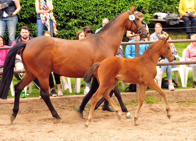 Trakehner Stutfohlen von High Motion u.d. Hetti v. Exclusiv, Foto: Beate Langels