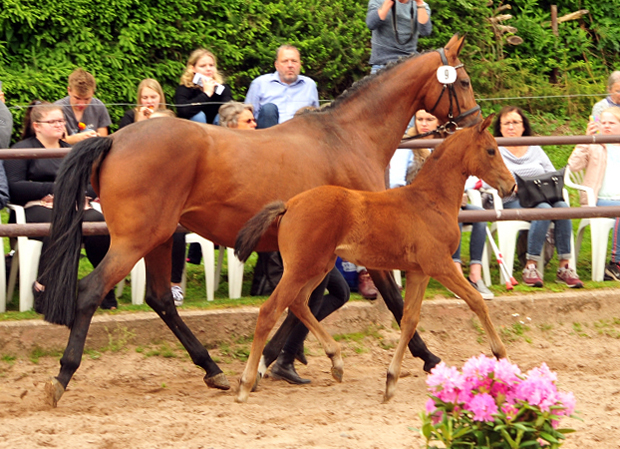 Trakehner Stutfohlen von High Motion u.d. Hetti v. Exclusiv, Foto: Beate Langels