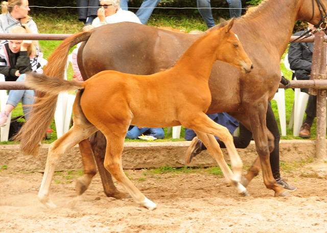 Trakehner Stutfohlen von High Motion x Buddenbrock - Foto: Langels