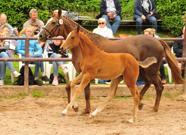 Trakehner Stutfohlen von High Motion x Buddenbrock - Foto: Langels