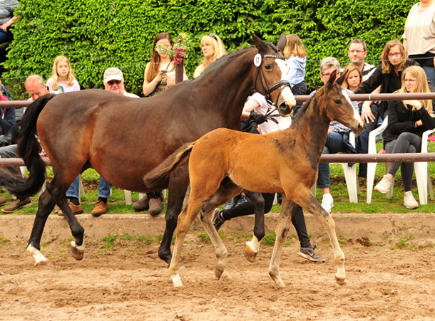 Hengstfohlen von High Motion u.d. Pr.u.StPrSt. Tavolara v. Exclusiv
 - Trakehner Gestt Hmelschenburg - Beate Langels