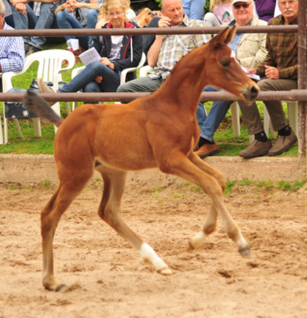 Trakehner Hengstfohlen von High Motion u.d. Pr.St. Hera v. Caprimond, Foto: Beate Langels