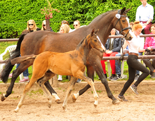 Hengstfohlen von High Motion u.d. Pr.u.StPrSt. Tavolara v. Exclusiv - Gestt Hmelschenburg - Foto: Beate Langels